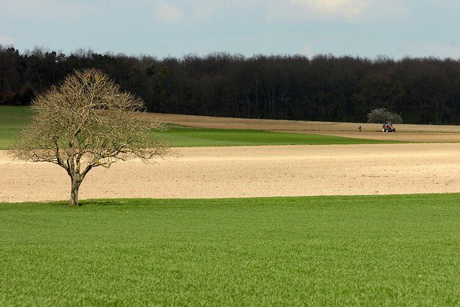 grand champ avec un arbre et un tracteur en fond