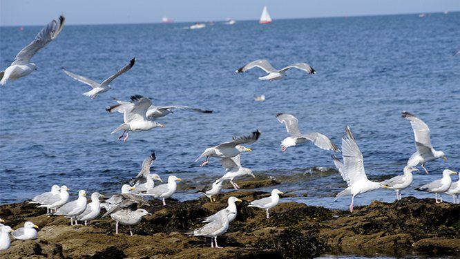 Mouettes en bord de mer 